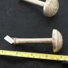 Length and flare width of Pa-O silver ear plug shown with ruler